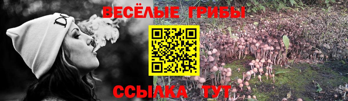 Псилоцибиновые грибы мицелий Лесосибирск